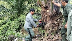 Aceh hapuskan 18.5 hektar tanaman kelapa sawit haram