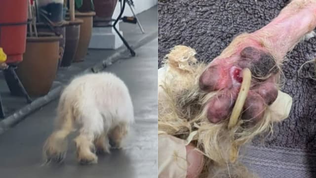 贵宾犬疑被抛弃流连组屋走廊 指甲过长插进脚掌重伤  