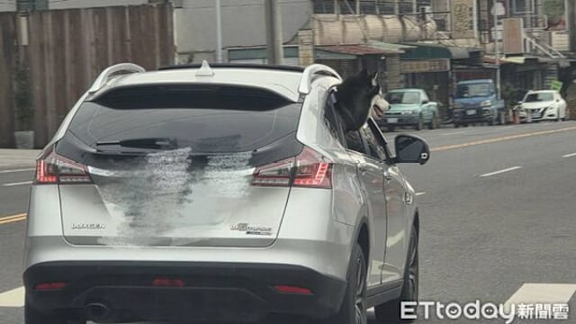 阿里山公路哈士奇探头吹风 警方：违反交通法规