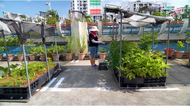 星期二特写 | 社区里种香料  助城市人舒缓心灵