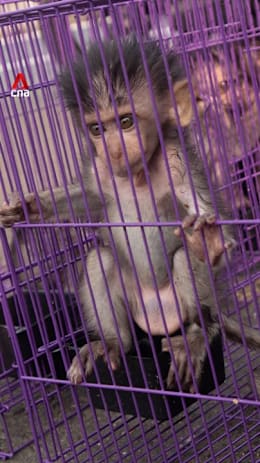 Endangered species or pests? Indonesia renews export of long-tailed macaques