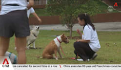 Cat and dog breeders see demand rise by up to 30% since 2019