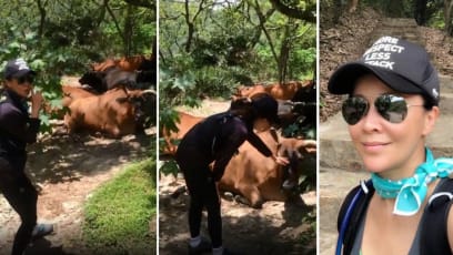 Carina Lau Criticised By Netizens For “Harassing” Wild Cattle