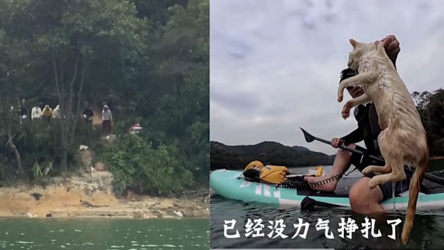 载大量猫只到广东水库集体放生  民众担忧恐污染饮用水