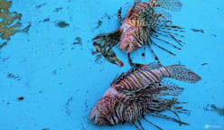 The Mediterranean's warming waters are drawing hundreds of invasive species