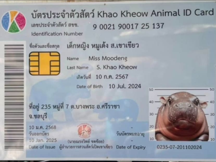 Little pygmy hippo Moo Deng turns 6 months old and gets her own ID card Little pygmy hippo Moo Deng turns 6 months old and gets her own ID card