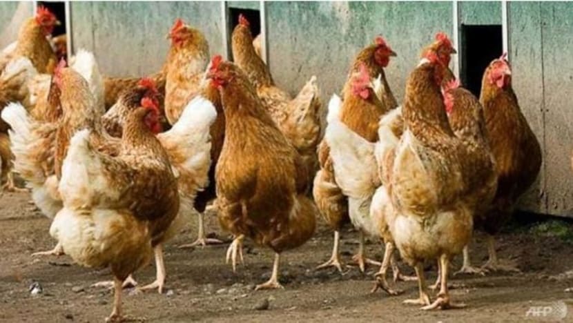 Jerman lapor penularan selesema burung H5N8 Jerman lapor penularan selesema burung H5N8