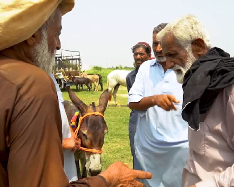 Pakistan bets on donkeys to revive sluggish economy amid soaring Chinese demand