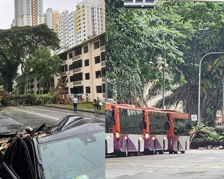 Fallen tree at Tiong Bahru Road snarls traffic, crushes car and damages sheltered walkway