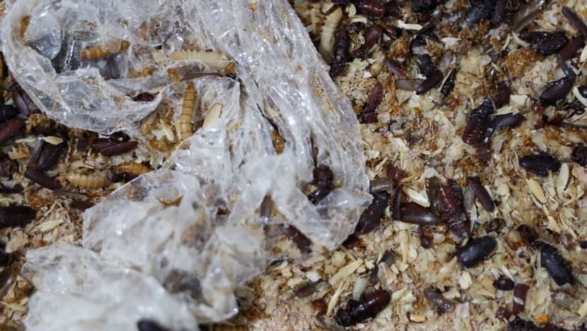 Serbian scientists experiment with mealworms to degrade polystyrene