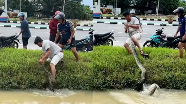 马国水沟现巨蟒 男子竟单手擒蛇 