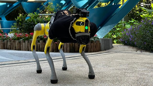 旅游局在两景点推出机器狗试点计划 充当导游与访客互动