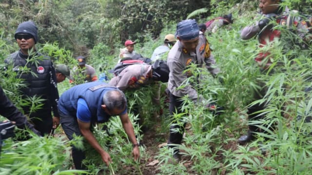 印尼警方捣破大片大麻种植地 地点位于布罗莫国家公园
