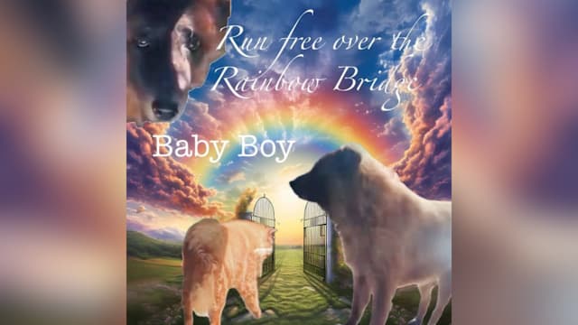 在实里达西被诱捕 其中一只野狗被释放后死去