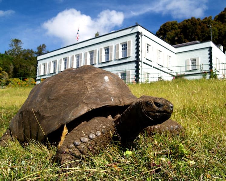 A 194-year-old tortoise, world's oldest land animal, may hold clues to longer life