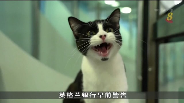 英国出现宠物弃养潮 上千只猫狗等新主人领养