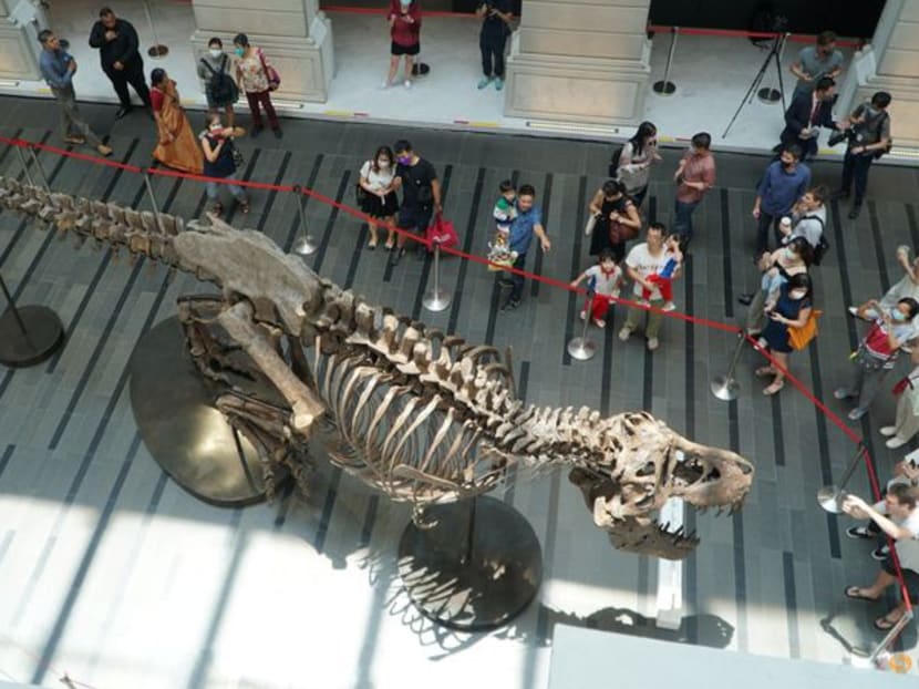 T-Rex skeleton draws crowds in Singapore before auction