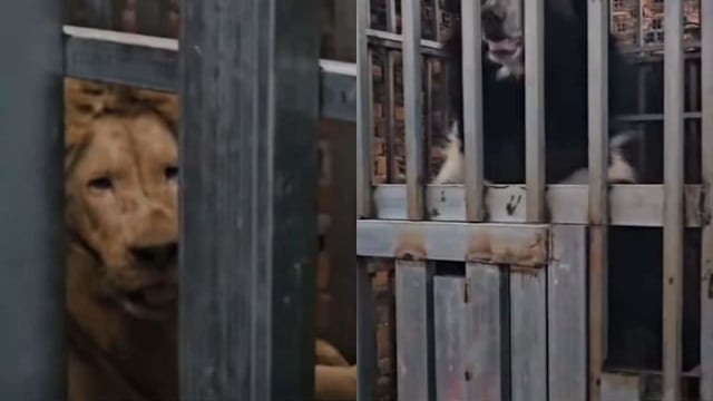 泰国军方突击泰柬边境赌场  发现多头挨饿狮子和熊