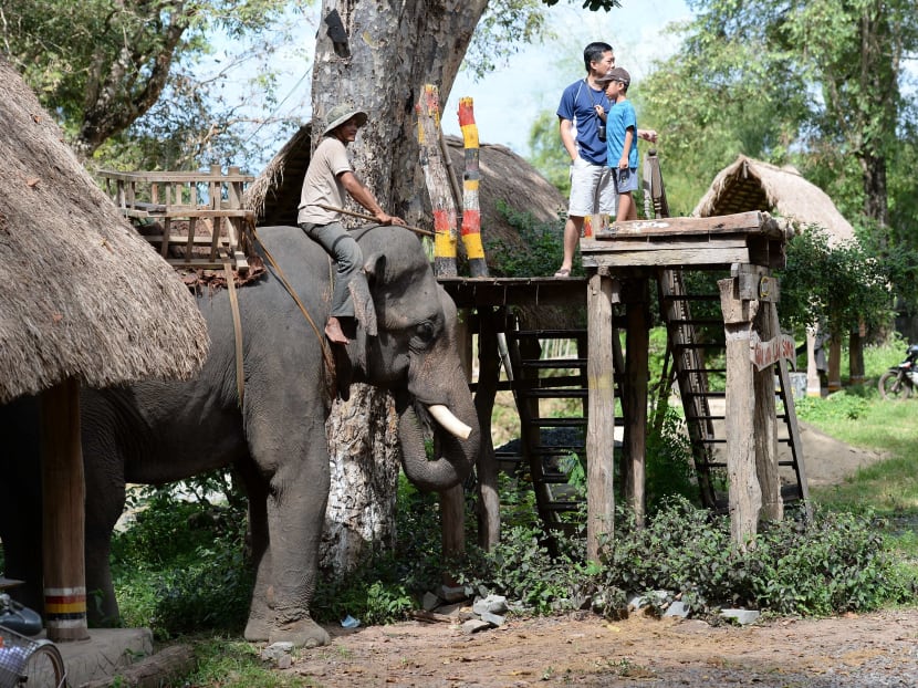 Survival of the unfittest: Vietnam’s disappearing elephants