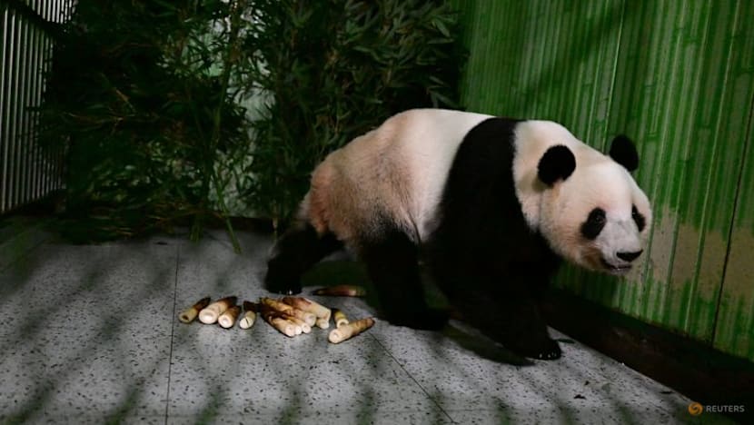 Japan-born pandas Xiao Xiao and Lei Lei arrive in China as bilateral ties freeze