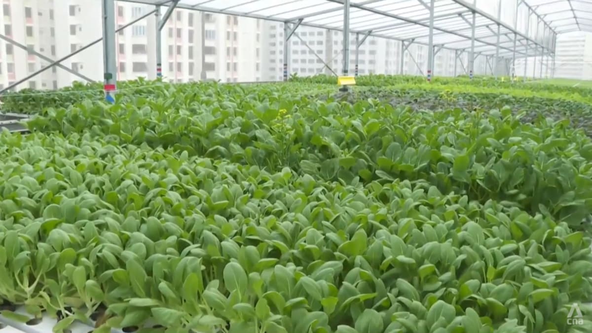 Singapore production of vegetables and seafood fell in 2024