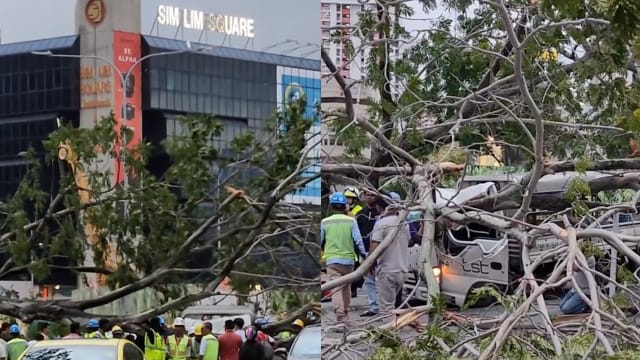 奥菲亚路大树倒下压中罗厘 司机受困三人送院