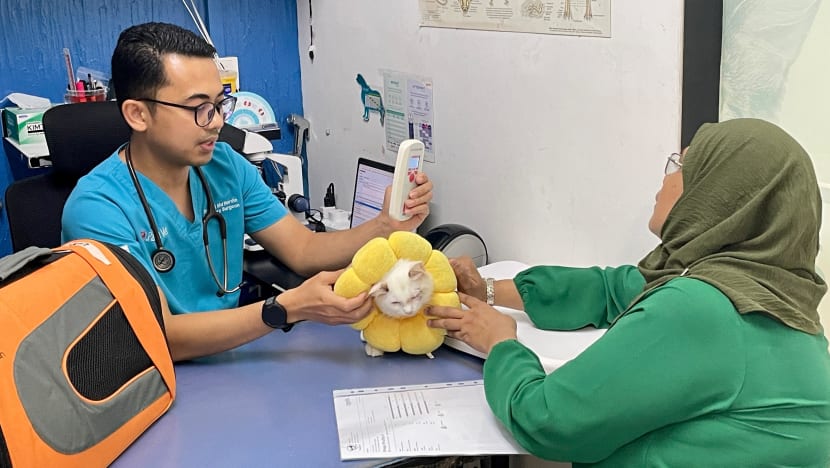 Permintaan pasang mikrocip pada kucing naik 30% jelang 1 Sep; klinik haiwan kekalkan harga prosedur Permintaan pasang mikrocip pada kucing naik 30% jelang 1 Sep; klinik haiwan kekalkan harga prosedur