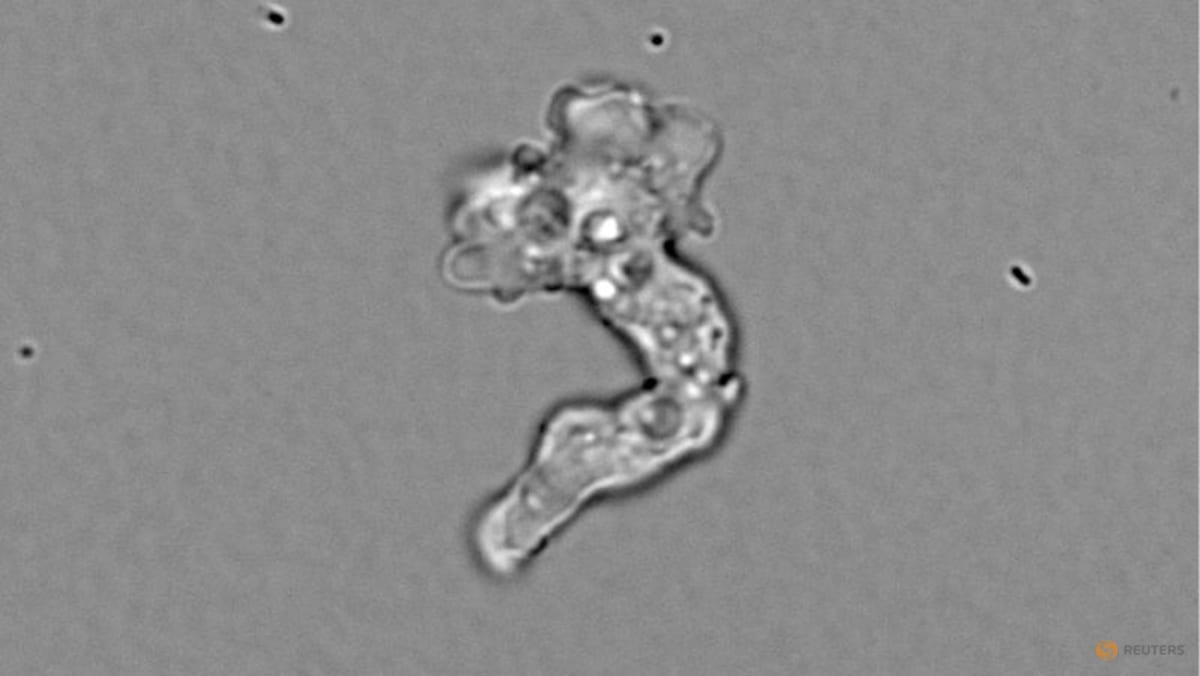 Fire amoeba shatters heat tolerance record for complex life at 63°C