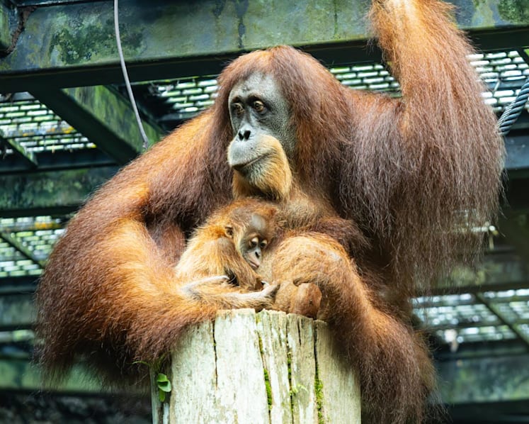Visitors to Singapore Zoo can now see 2-month-old orangutan Ayaan, who was delivered via caesarean section
