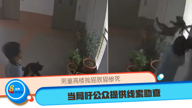 男童高楼抛猫致猫惨死 当局吁公众提供线索助查
