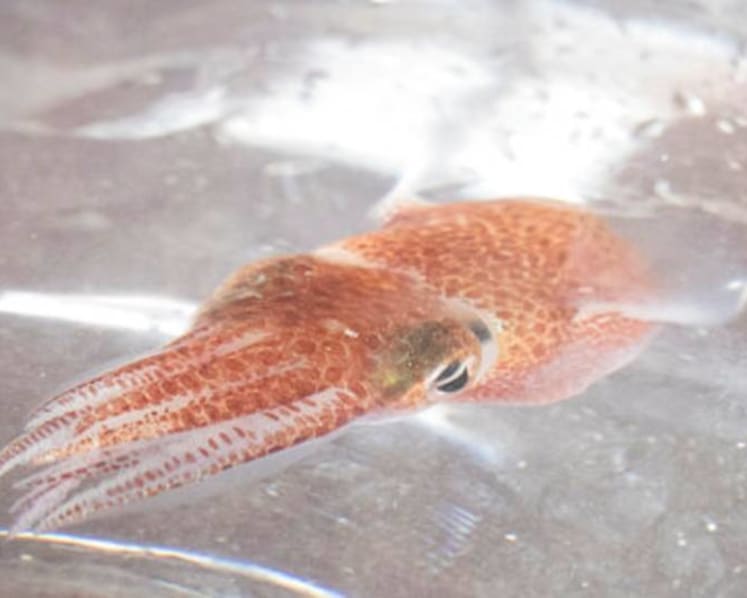 NASA sends squid from Hawaii into space for research