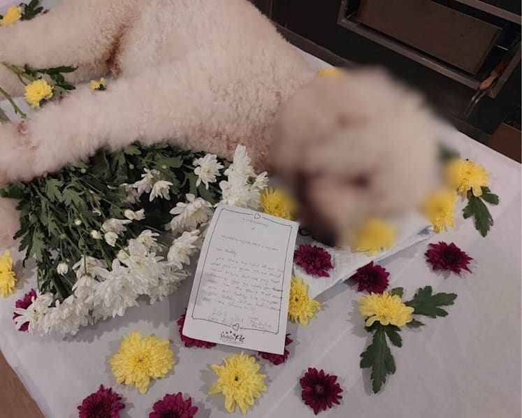 NParks probing incident at Tanjong Katong pet groomer; dog died after allegedly being left unattended