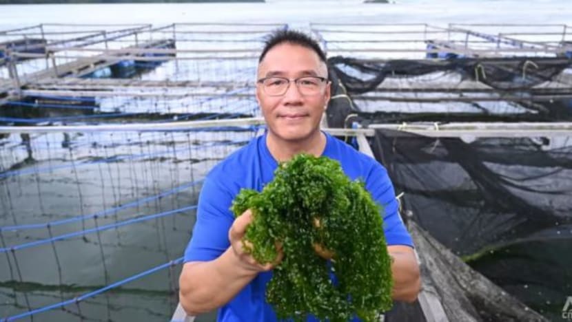 Anggur, rumpai laut & 'ice plant': Tumbuhan unik di SG semakin meluas Anggur, rumpai laut & 'ice plant': Tumbuhan unik di SG semakin meluas