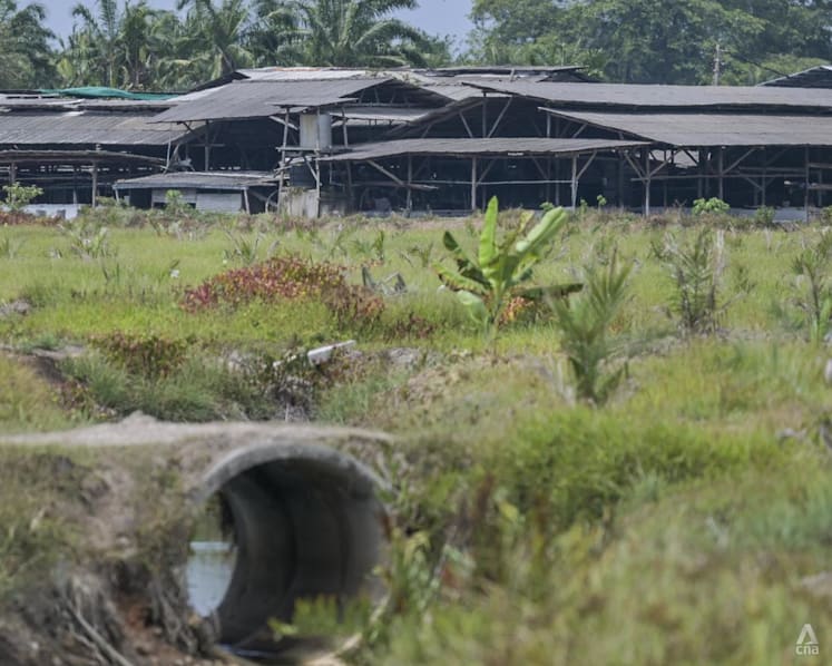 Why has pig farming in Malaysia’s Selangor state become a hot political issue? 