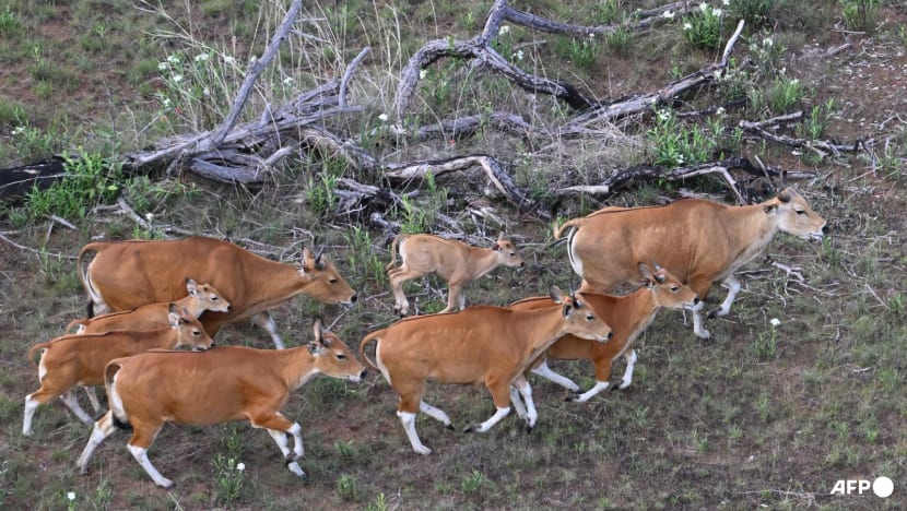 Rare wild cattle herded in Cambodia by helicopter Rare wild cattle herded in Cambodia by helicopter