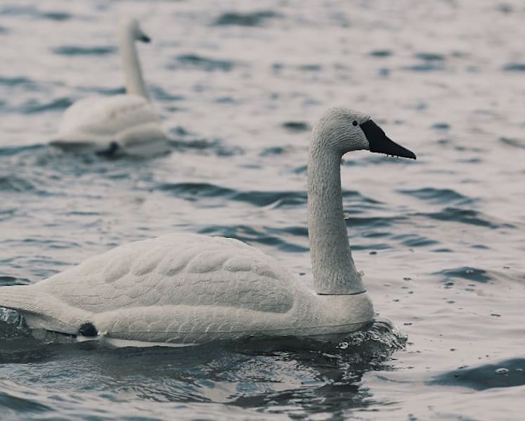 Robot swans bring new advanced technology to water testing