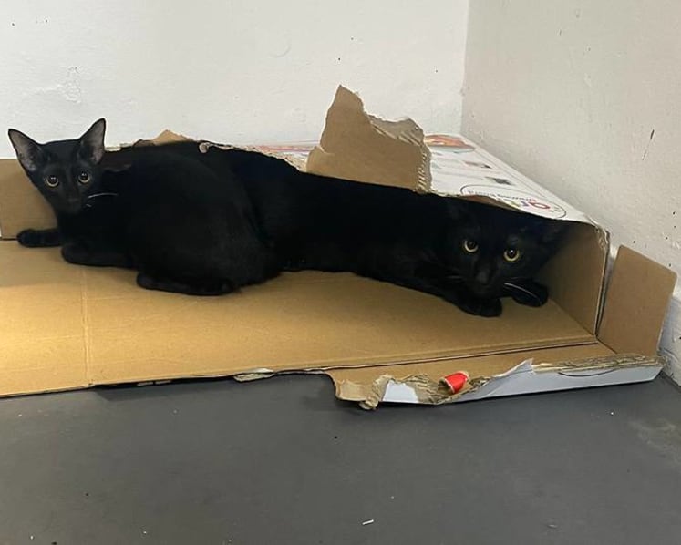 Woman fined for abandoning 4 cats, fearing they could spread COVID-19