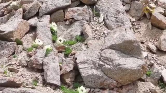 “百草之王”雪莲面临威胁 中国新疆加强保护防非法采摘和放牧