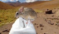 Andean leaf-eared mouse adapts to an unrivalled high life