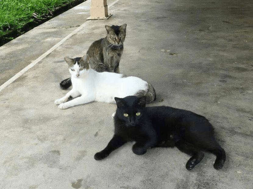 Photo: SPCA Singapore