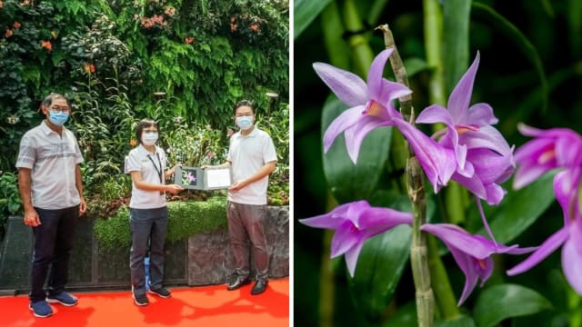 以黄循财命名胡姬花新品种 目前在滨海湾花园盛开