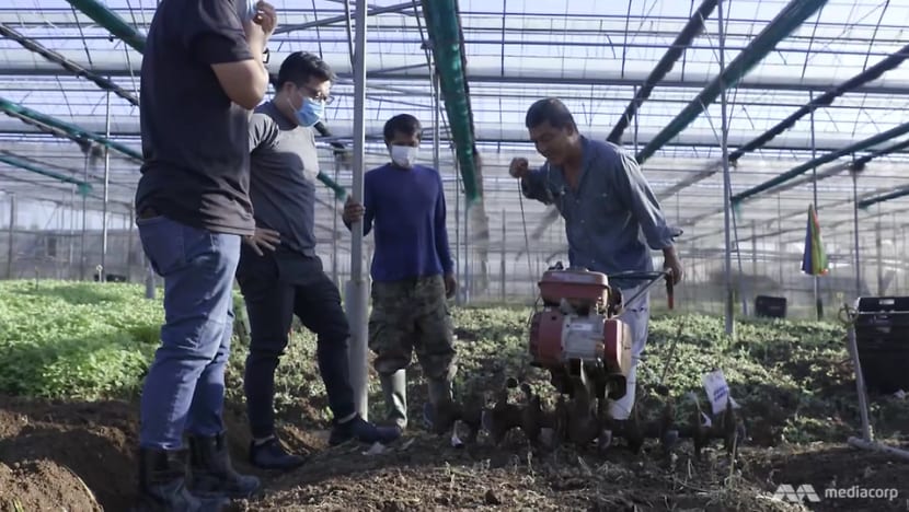 Singapore’s farms face an even greater challenge in a post-COVID-19 world Singapore’s farms face an even greater challenge in a post-COVID-19 world