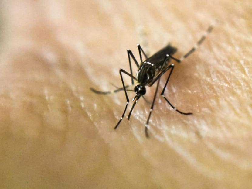Commentary: Prepare for more mosquitoes as the world heats up