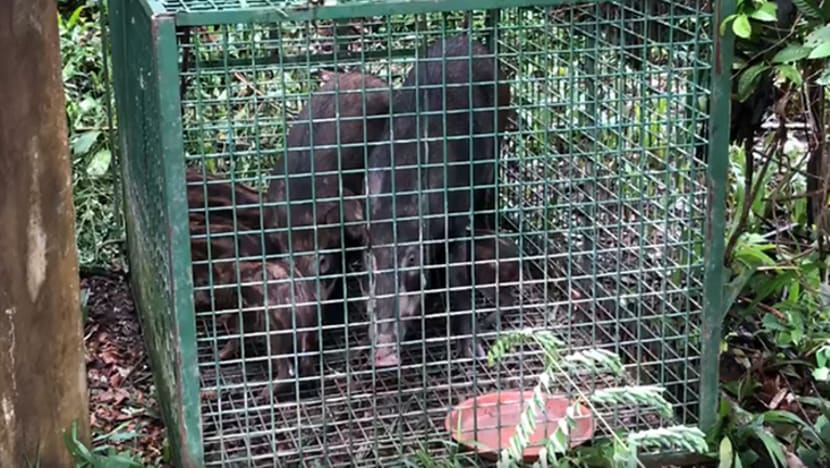 Babi hutan terperangkap dalam sangkar dekat Sime Road
