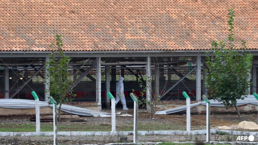 No poultry products imported from bird flu-hit establishment in Brazil, say Singapore authorities No poultry products imported from bird flu-hit establishment in Brazil, say Singapore authorities