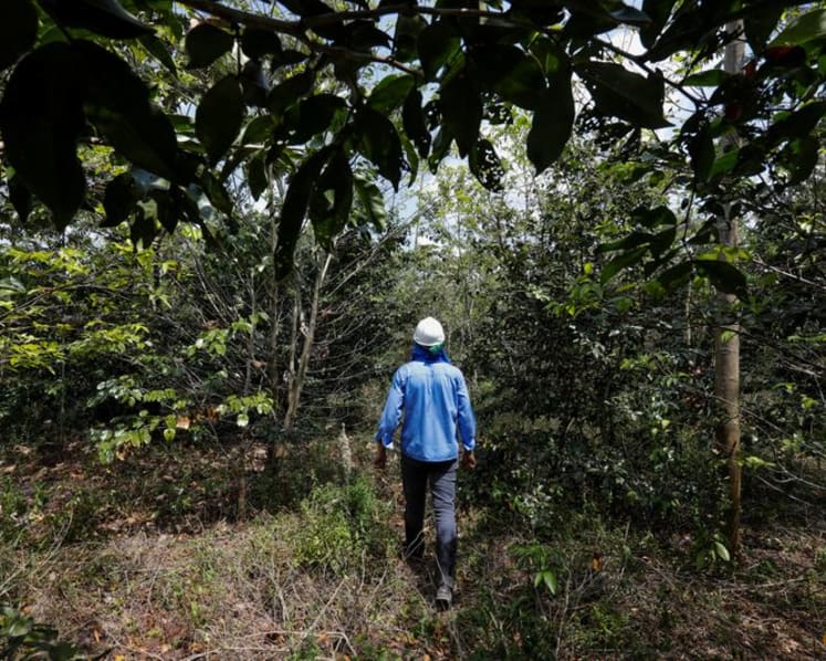 Exclusive-Google deal makes Amazon reforestation its top source of carbon removal credits