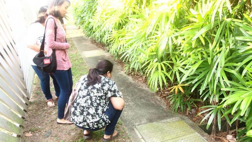 Dead felines at Pasir Ris Park spark concerns of serial cat killer