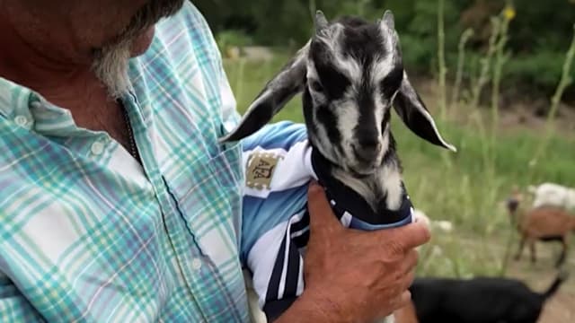 谁才是真正GOAT？美国“梅西”山羊爆红