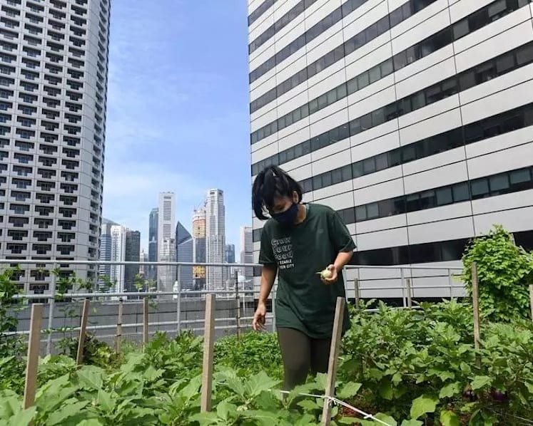 Green shoots: Rooftop farming takes off in Singapore