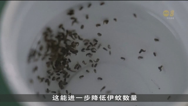 阿根廷科学家试行伊蚊绝育计划 应对骨痛热症疫情
